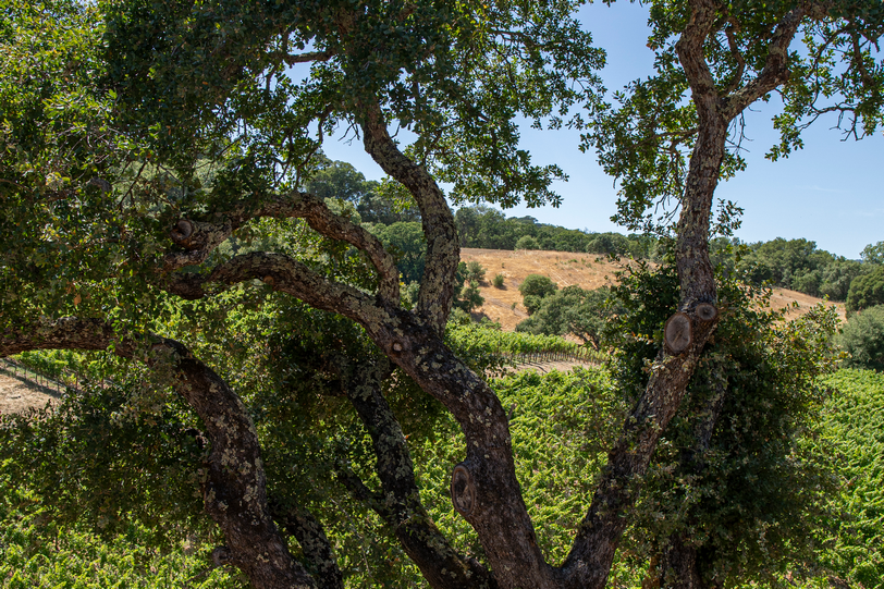 3165 Wooden Valley Rd 038